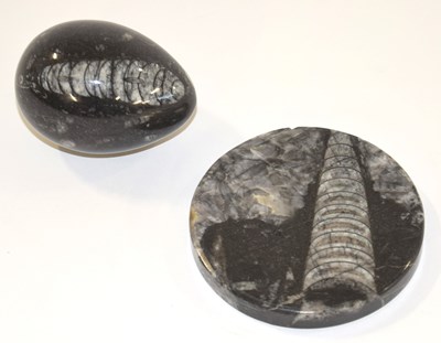 Lot 114 - Fossil interest: two Orthocera fossils, one...