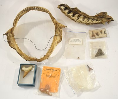 Lot 118 - Fossil / paleontology and marine interest:...