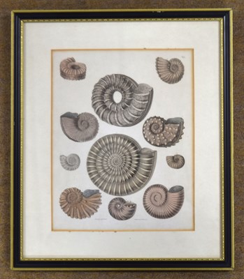 Lot 121 - Framed 19th century coloured engraving of...