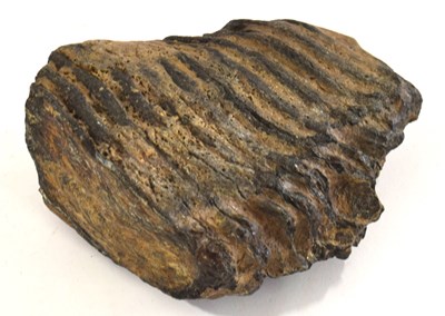 Lot 122 - Natural History interest: fossilised /...