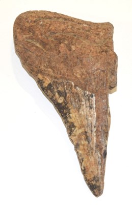 Lot 123 - Natural History and fossil interest: half a...