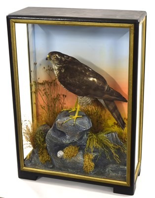 Lot 67 - Early to mid 20th Century Taxidermy cased...