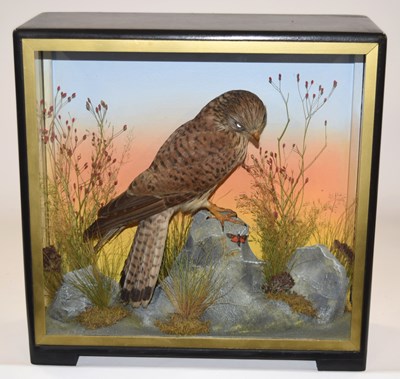 Lot 66 - Early to mid 20th Century Taxidermy cased...