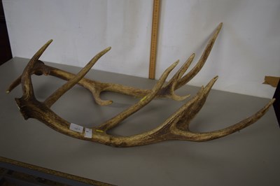 Lot 3 - Pair of stags antlers