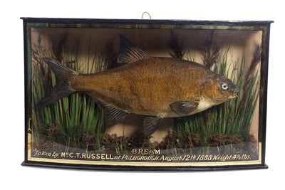 Lot 523 - 19th Century Taxidermy Cased Bream preserved...