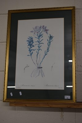 Lot 26 - A botanical print after Philip Eau in gilt frame