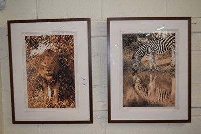 Lot 205 - A pair of photographic prints, lion and zebra,...