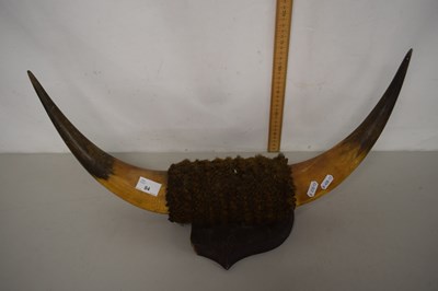 Lot 84 - A pair of cow horns on wooden back (a/f)