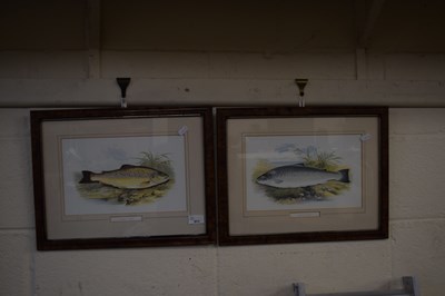 Lot 511 - Two prints Common Trout and Salmon Trout,...