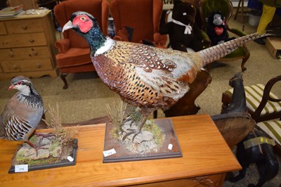 Lot 379 - A taxidermy ring necked pheasant on plinth base