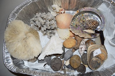 Lot 15 - Mixed Lot: Various sea shells and other items