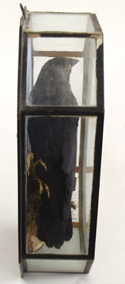 Lot 22 - 20th Century, Octagonal Cased common crow , by...