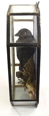 Lot 22 - 20th Century, Octagonal Cased common crow , by...