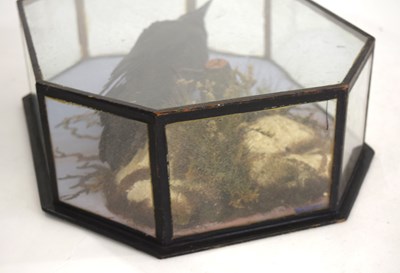Lot 22 - 20th Century, Octagonal Cased common crow , by...