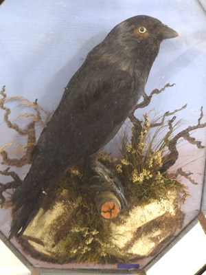 Lot 22 - 20th Century, Octagonal Cased common crow , by...