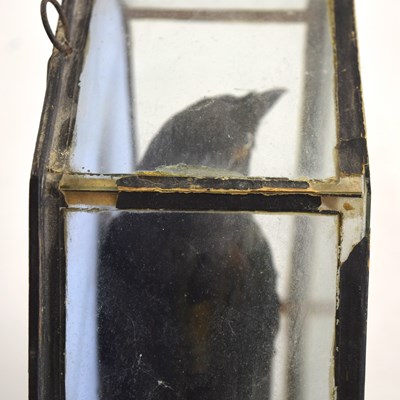 Lot 22 - 20th Century, Octagonal Cased common crow , by...