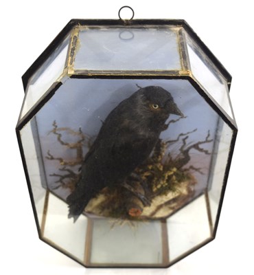Lot 22 - 20th Century, Octagonal Cased common crow , by...