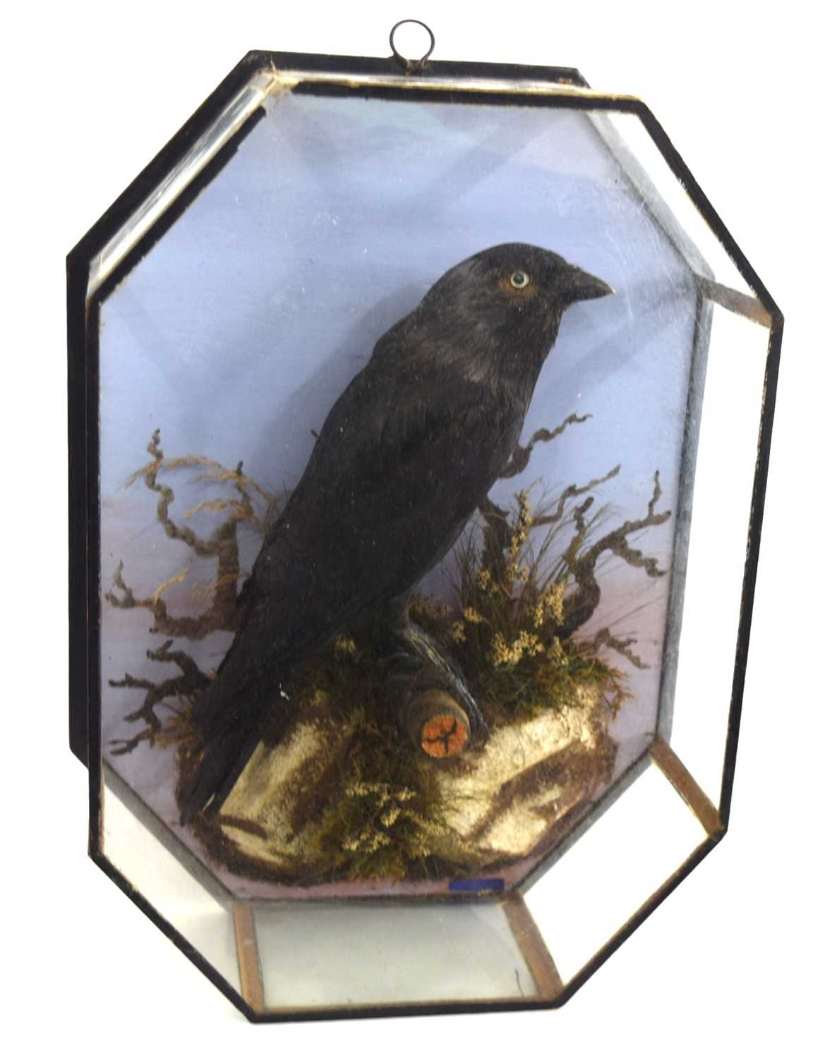 Lot 22 - 20th Century, Octagonal Cased common crow , by...