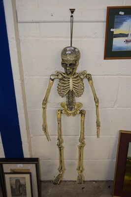 Lot 248 - Model skeleton