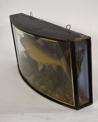 Lot 3 - Edwardian taxidermy cased Brown Trout by J....