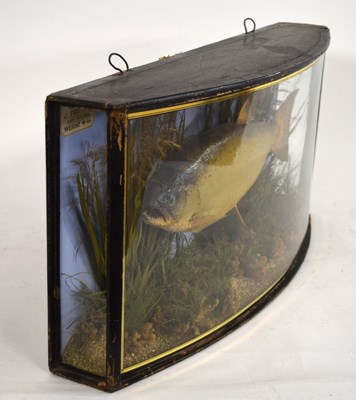 Lot 3 - Edwardian taxidermy cased Brown Trout by J....
