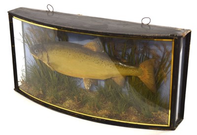 Lot 3 - Edwardian taxidermy cased Brown Trout by J....