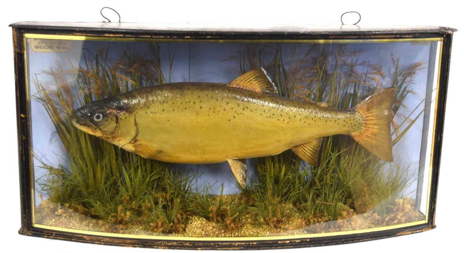 Lot 3 - Edwardian taxidermy cased Brown Trout by J....