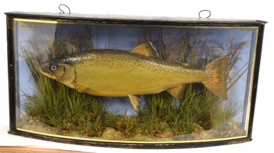 Lot 3 - Edwardian taxidermy cased Brown Trout by J....
