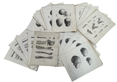 Lot 1274 - ZOOLOGIE ET PALEONTOLOGIE: A collection of...