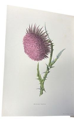 Lot 87 - F EDWARD HULME: FAMILIAR WILD FLOWERS, London,...