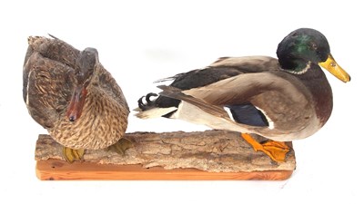 Lot 48 - Taxidermy uncased pair of male and female...