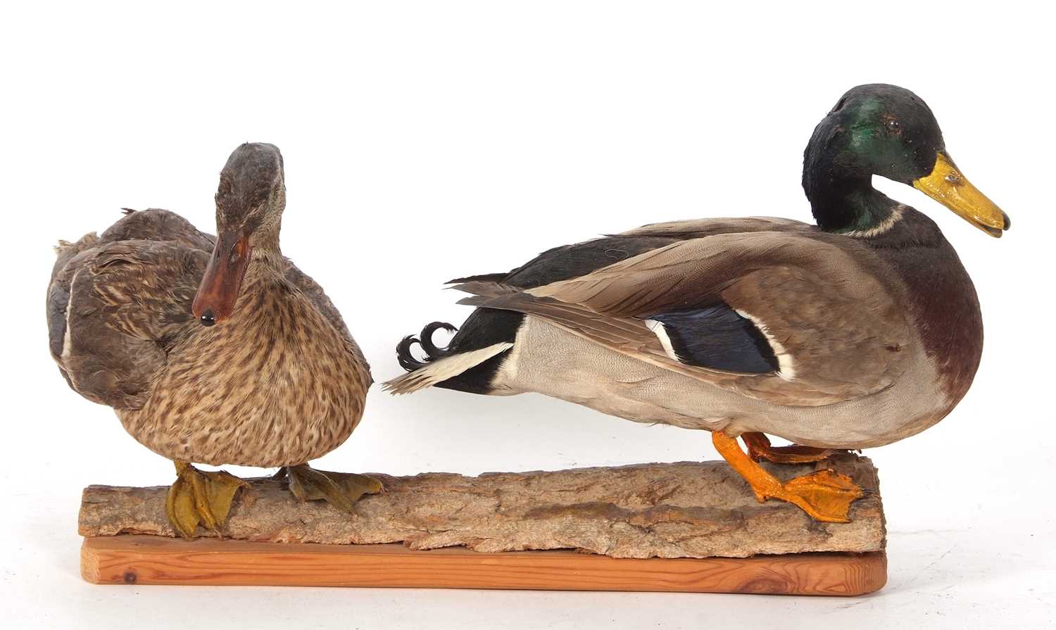 Lot 48 - Taxidermy uncased pair of male and female...