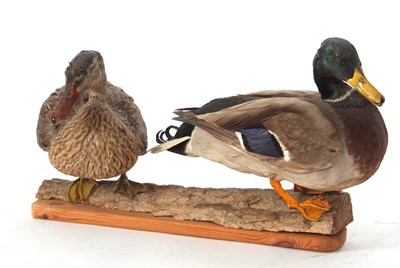 Lot 48 - Taxidermy uncased pair of male and female...