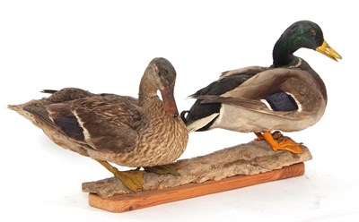 Lot 48 - Taxidermy uncased pair of male and female...