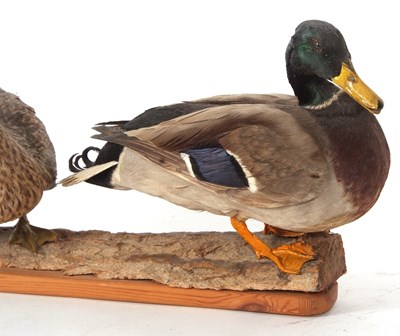 Lot 48 - Taxidermy uncased pair of male and female...