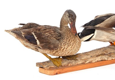 Lot 48 - Taxidermy uncased pair of male and female...