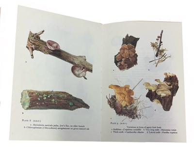 Lot 93 - W P K FINDLAY AND BEATRIX POTTER [Illus]:...