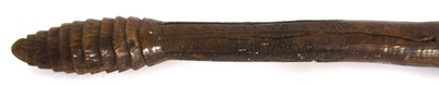 Lot 64 - 19th century, South Eastern Australian...