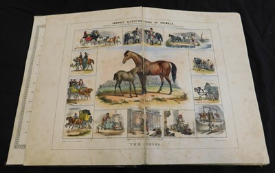 Lot 62 - ANON: GRAPHIC ILLUSTRATIONS OF ANIMALS SHOWING...