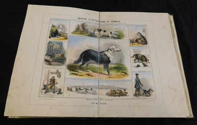 Lot 62 - ANON: GRAPHIC ILLUSTRATIONS OF ANIMALS SHOWING...