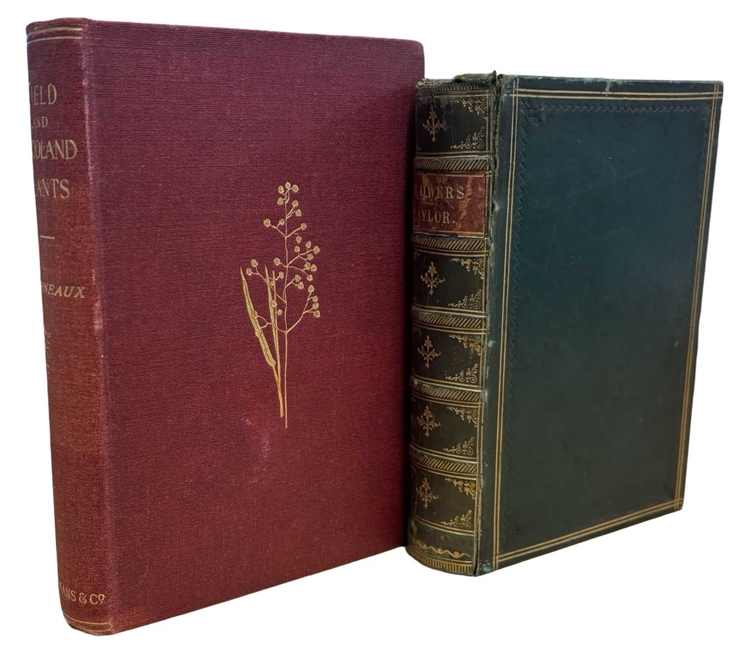 Lot 95 - WILD FLOWERS: 2 Titles: J E TAYLOR: FLOWERS;...