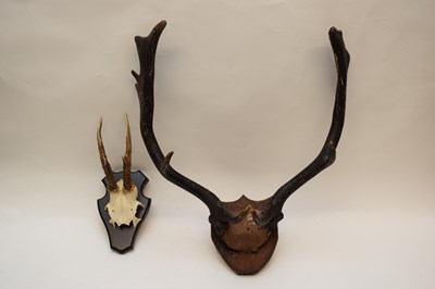 Lot 225 - Mixed lot comprising a roe deer part skull and...