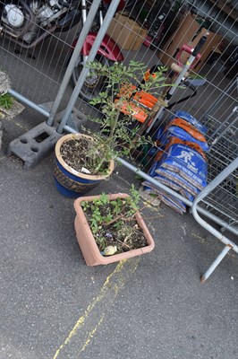 Lot 391 - Cley plant pot together with a plastic planter