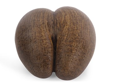 Lot 311A - A Coco de Mer nut of largely natural form...