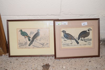 Lot 273 - Pair of ornithological studies, framed and glazed