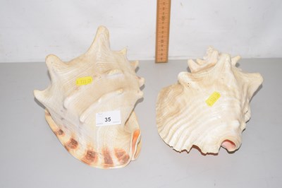 Lot 35 - Two large conch seashells