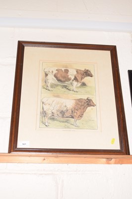Lot 558 - Coloured print Smithfield Prize Cattle