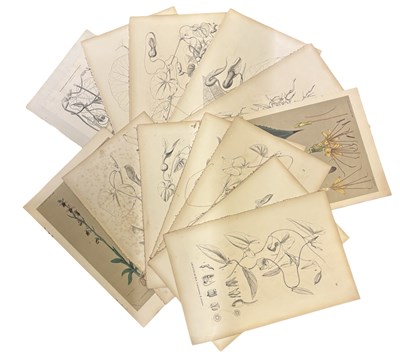 Lot 1058 - A collection of various loose botanical plates,...