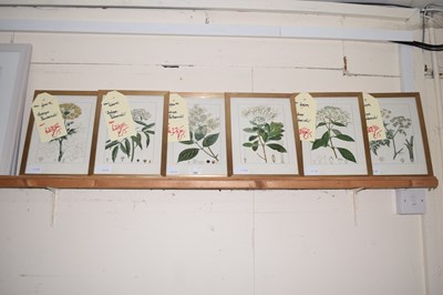 Lot 226 - Six as new botanical prints