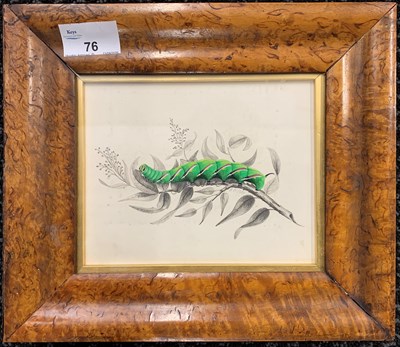 Lot 76 - In the manner of Jean Henri Fabre (19th...